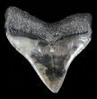 Posterior Megalodon Tooth - Georgia #59233-2